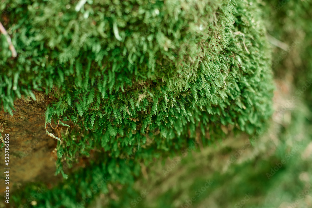 Beautiful moss close-up on the stone. Beautiful background from moss for wallpaper. Moss macro scene. Beautiful moss close-up on the stone. Beautiful background from moss for wallpaper. Moss macro scene.