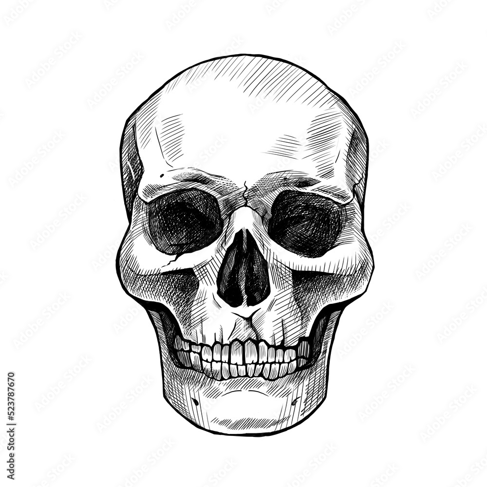 Obraz premium Graphic black and white drawing of a skull. Hand-drawn, not AI. 