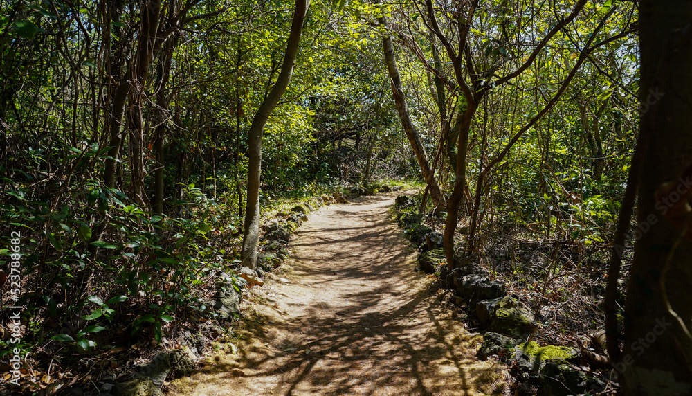 Jeju Bijarim Spring Forest Trail Jeju Bijarim Spring Forest Trail