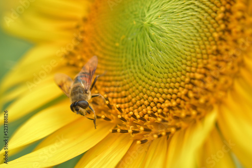 ひまわりで蜜を集めているミツバチ  © Shanti Photo