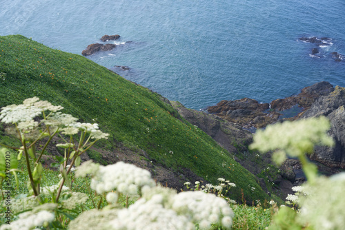 Cape Erimo in summer with white flowers and the blue sea photo