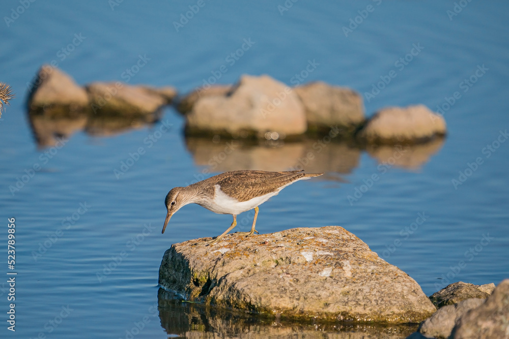 Green Sandpiper (Tringa ochropus) perched on a small rock in the lake Green Sandpiper (Tringa ochropus) perched on a small rock in the lake