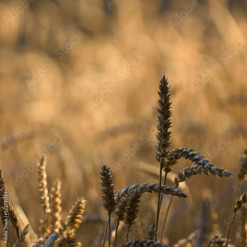 AGRICULTURE - Cereals on the farmland before harvest