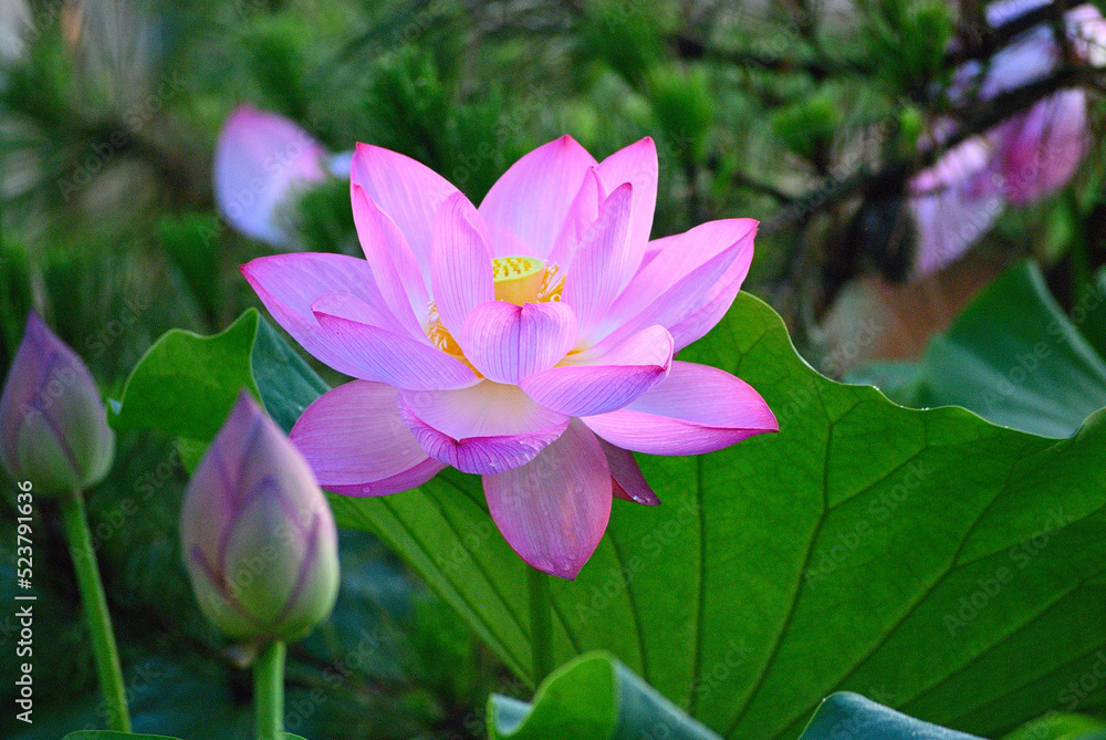 朝日が当たる蓮の花 朝日が当たる蓮の花