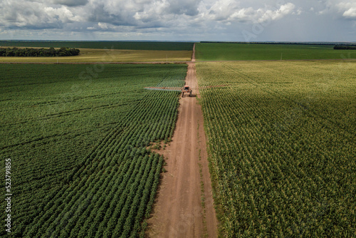 drone view of a cornfield
