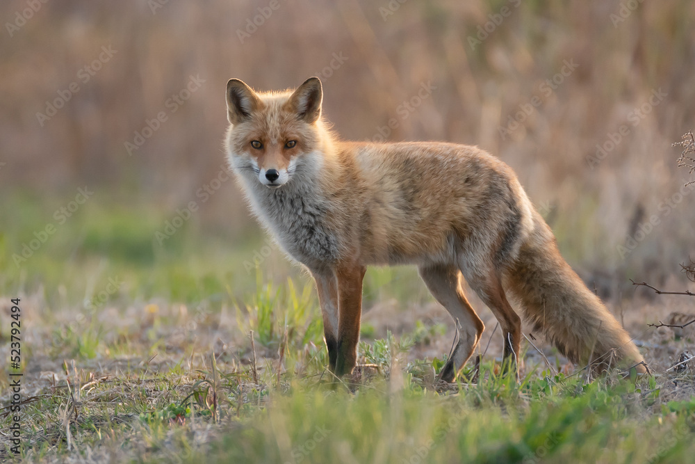 Fototapeta premium キタキツネ