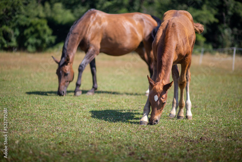 Colt and Mare Hengstfohlen und Mutter Stute genießen Spaß zu zweit und grasen auf der Koppel paddock © Hanker