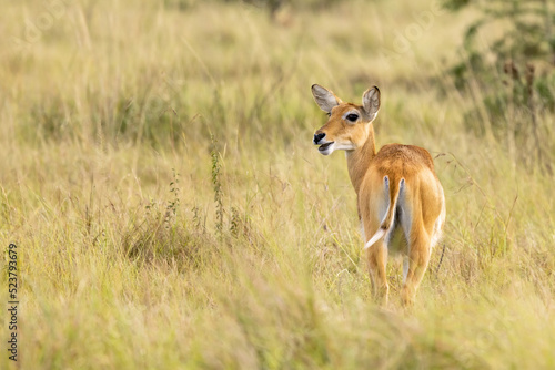 An adult female Ugandan kob antelope, kobus kob thomasi, in Queen Elizabeth National Park, Ugandan. Female kobs are sociable and live in small herds with other females and their young photo