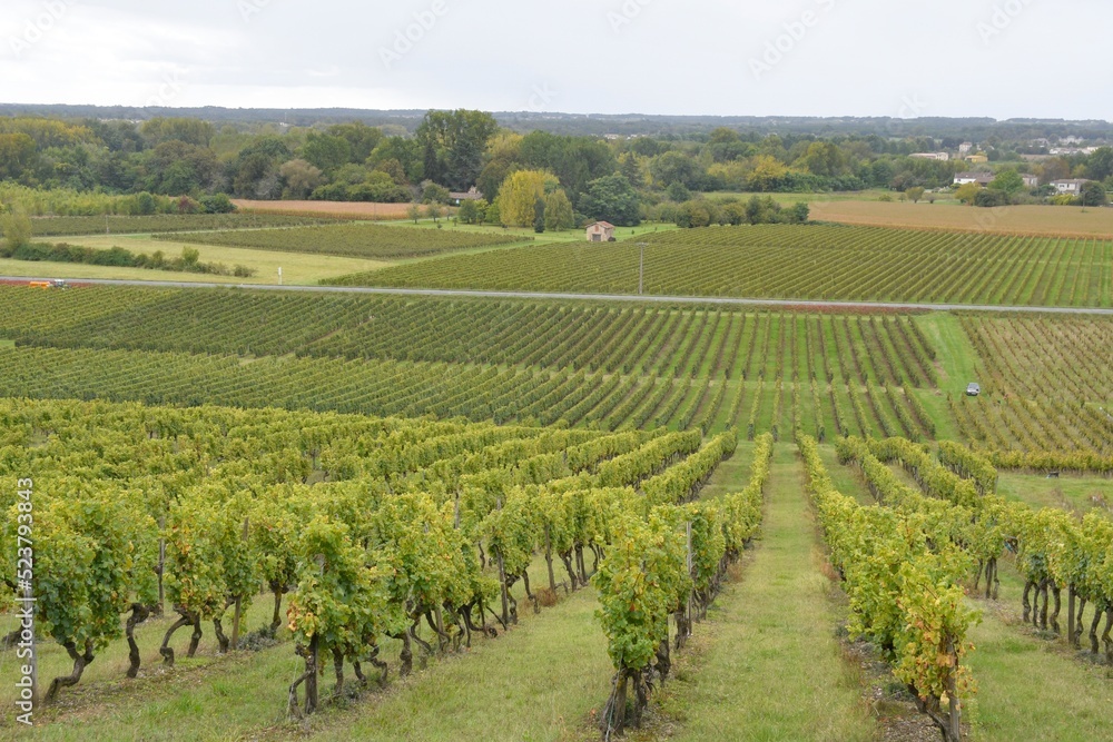 Vendanges dans les vignes en Gironde - France