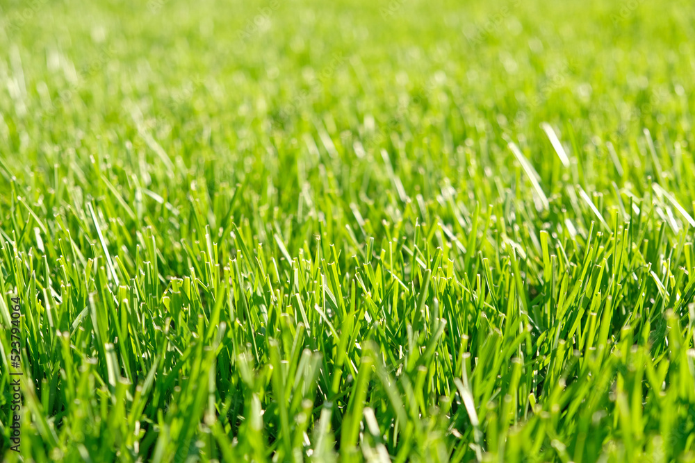 Close up green grass, natural greenery background texture of lawn garden. Ideal concept used for making green flooring, lawn for training football pitch, Grass Golf Courses, green lawn pattern. Close up green grass, natural greenery background texture of lawn garden. Ideal concept used for making green flooring, lawn for training football pitch, Grass Golf Courses, green lawn pattern.