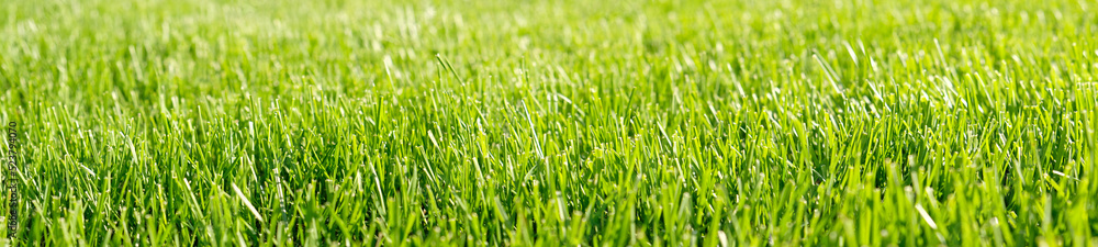 Close up green grass, natural greenery background texture of lawn garden. Ideal concept used for making green flooring, lawn for training football pitch, Grass Golf Courses, green lawn pattern. Close up green grass, natural greenery background texture of lawn garden. Ideal concept used for making green flooring, lawn for training football pitch, Grass Golf Courses, green lawn pattern.