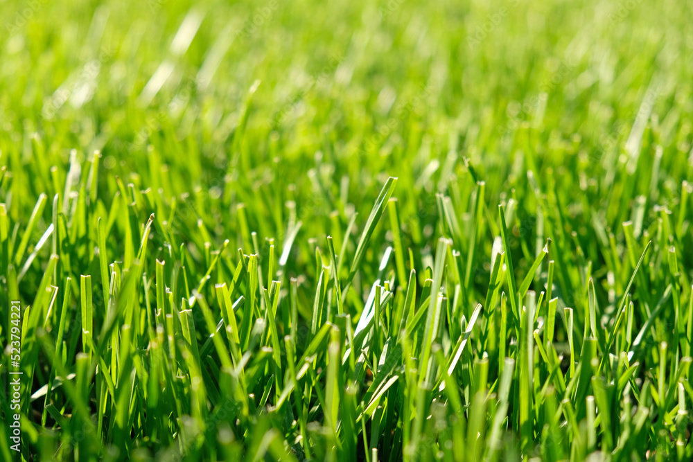 Close up green grass, natural greenery background texture of lawn garden. Ideal concept used for making green flooring, lawn for training football pitch, Grass Golf Courses, green lawn pattern. Close up green grass, natural greenery background texture of lawn garden. Ideal concept used for making green flooring, lawn for training football pitch, Grass Golf Courses, green lawn pattern.