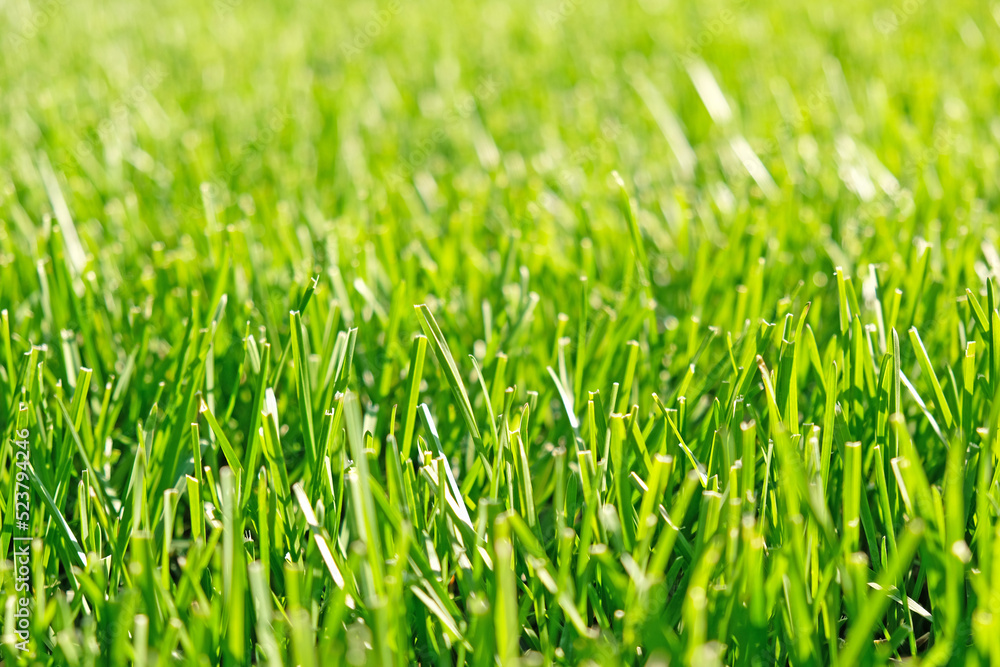 Close up green grass, natural greenery background texture of lawn garden. Ideal concept used for making green flooring, lawn for training football pitch, Grass Golf Courses, green lawn pattern. Close up green grass, natural greenery background texture of lawn garden. Ideal concept used for making green flooring, lawn for training football pitch, Grass Golf Courses, green lawn pattern.