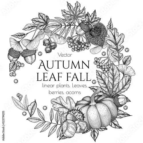 Vector autumn frame in engraving style. Oak leaf, acorns, berries, maple leaves, ginkgo, chestnut, physalis, rowan, pumpkin