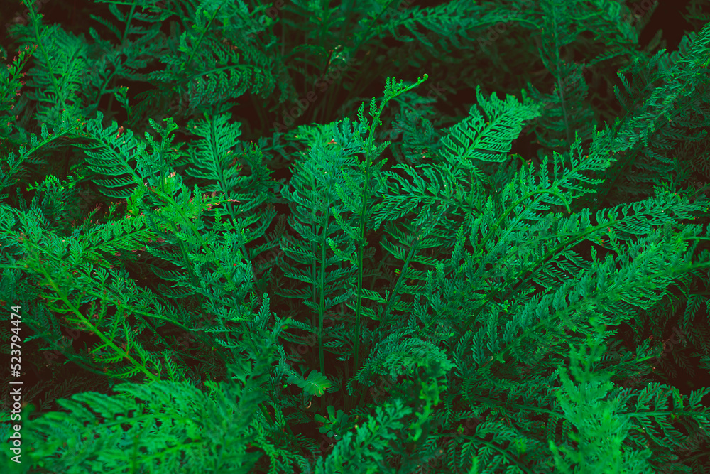 Tropical dark, small and long slender green leaves. Abstract green texture, natural background for wallpaper