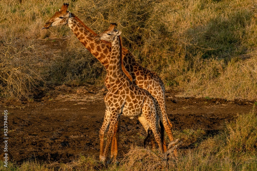 Obraz premium creatuve