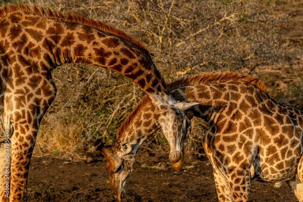 Naklejka premium creatuve