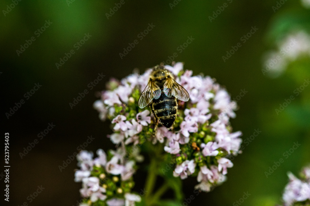 A bee collects pollen from a flower. A bee sits on a flower on a blurred background A bee collects pollen from a flower. A bee sits on a flower on a blurred background