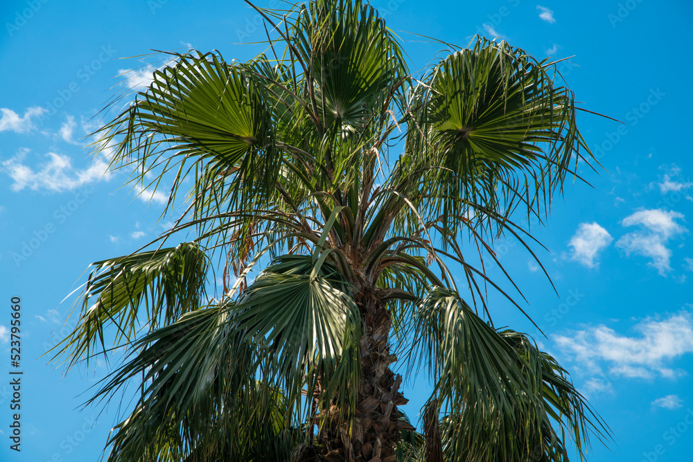 Coconut tree, palm tree on the blue sky background.