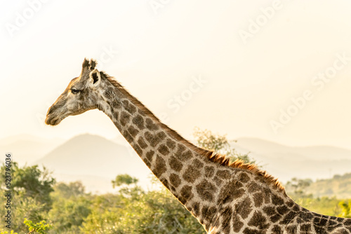 Canvas Print creative