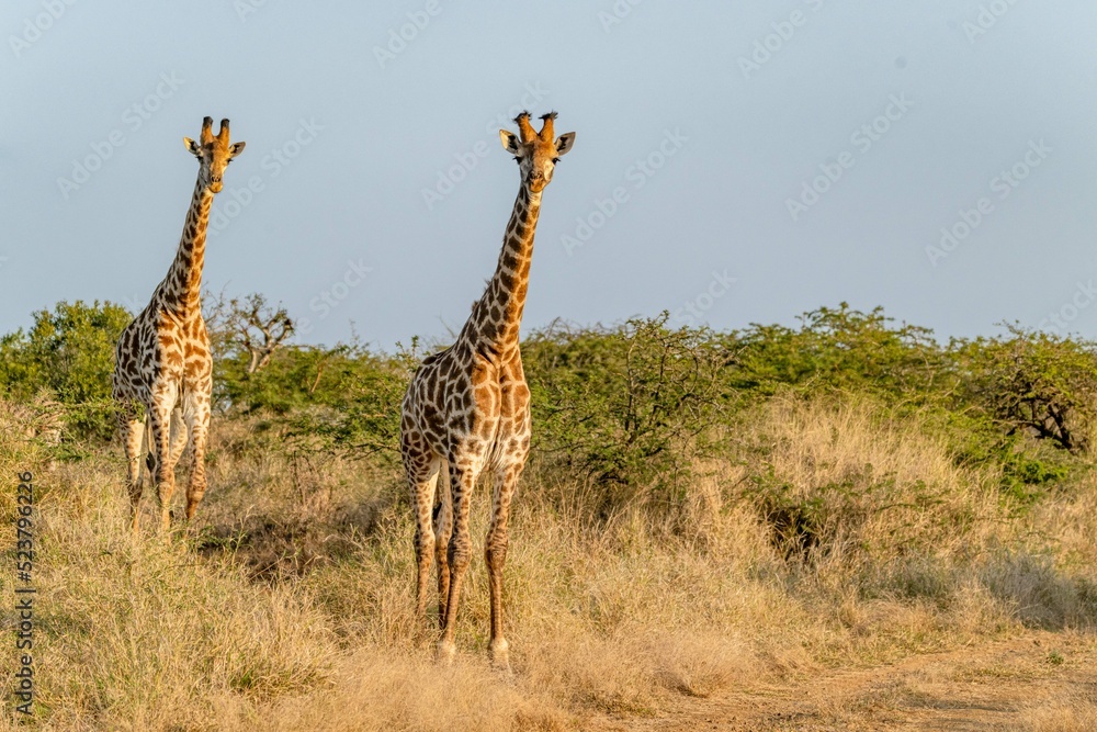 Fototapeta premium creative