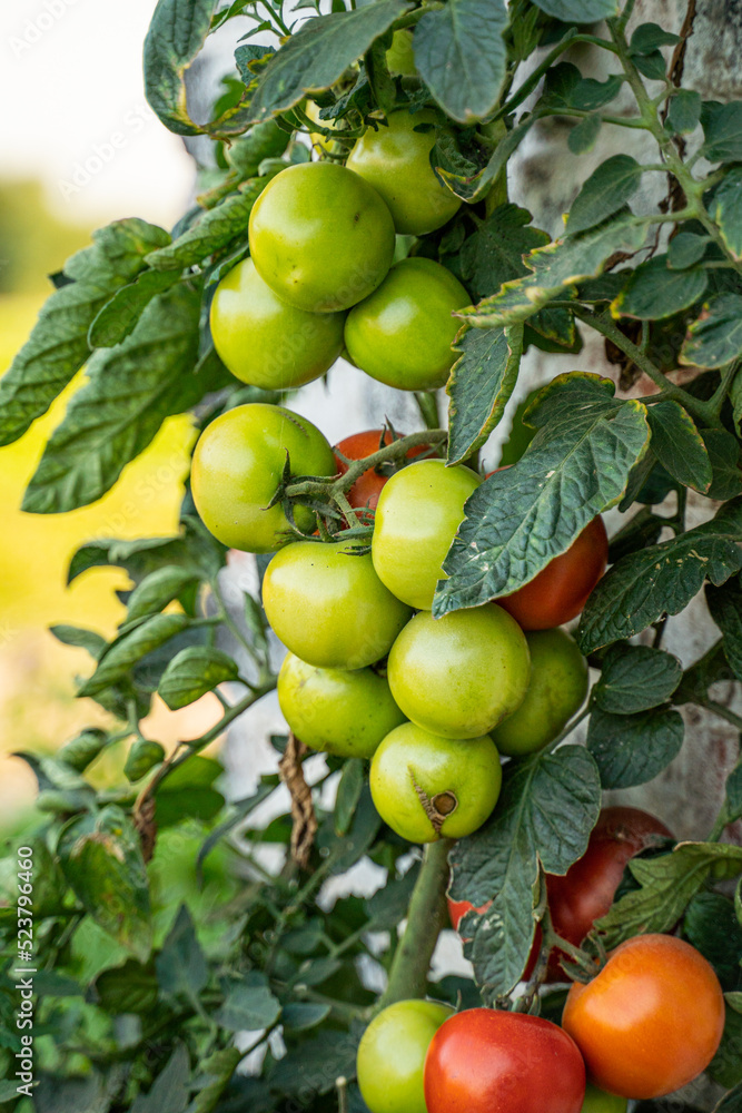 Organic tomatoes near brick wall Organic tomatoes near brick wall