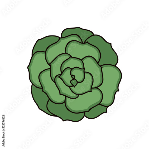 Vector Echeveria succulent on a white isolated background. Echeveria for prints, patterns, postcards, stickers, social media icons, apps.