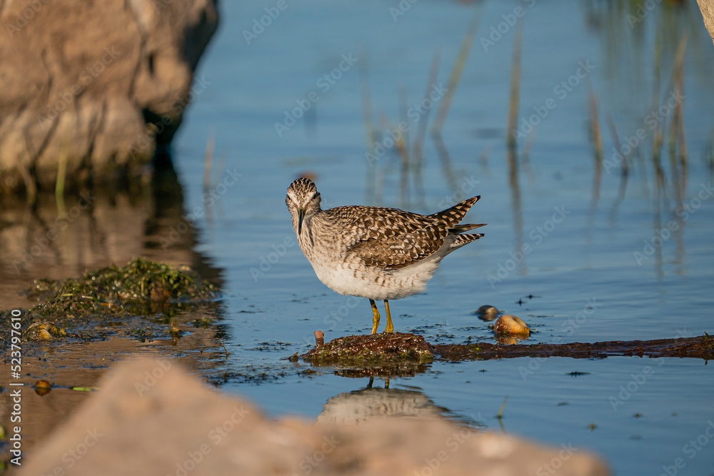 Wood Sandpiper (Tringa glareola) feeding on aquatic insects in the lake Wood Sandpiper (Tringa glareola) feeding on aquatic insects in the lake