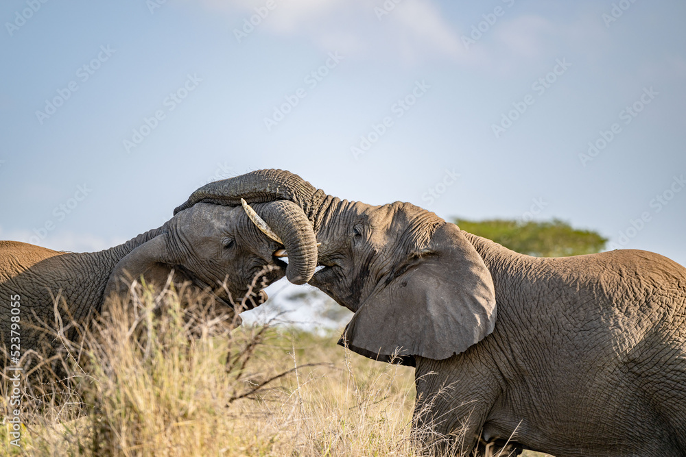 Obraz premium creative