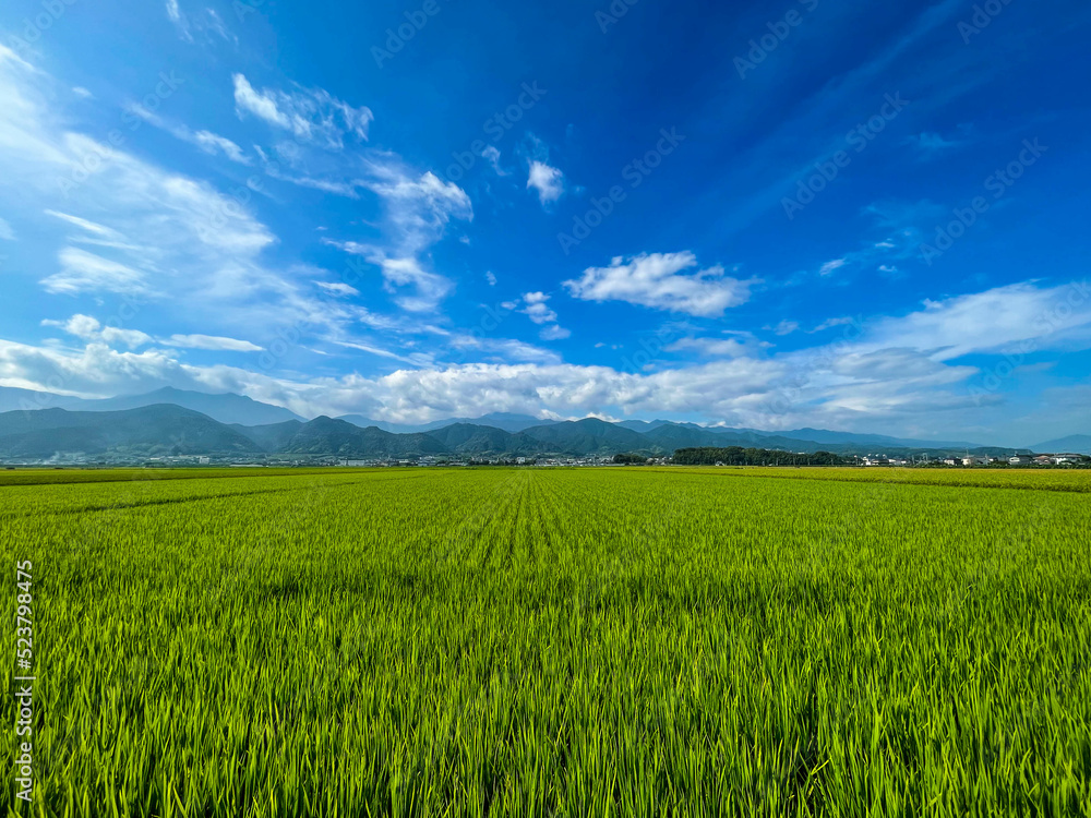 田んぼと夏空