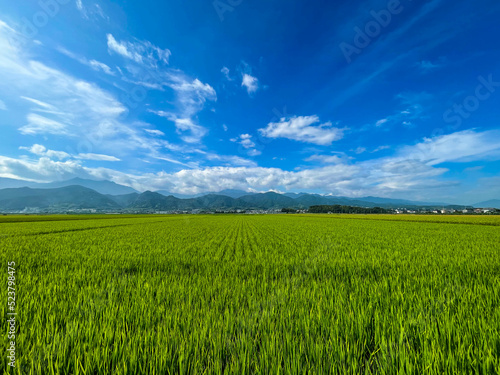 田んぼと夏空