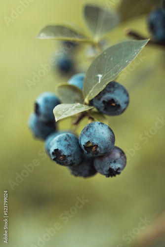 Organic blueberries