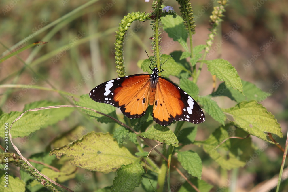 butterfly butterfly
