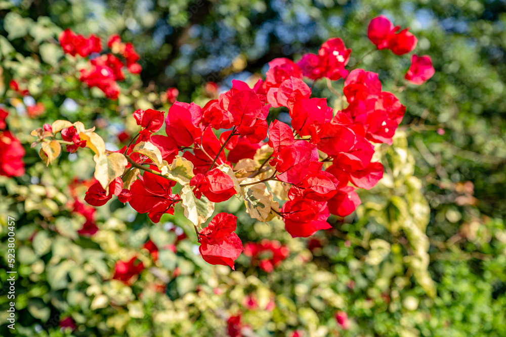 Obraz premium creative