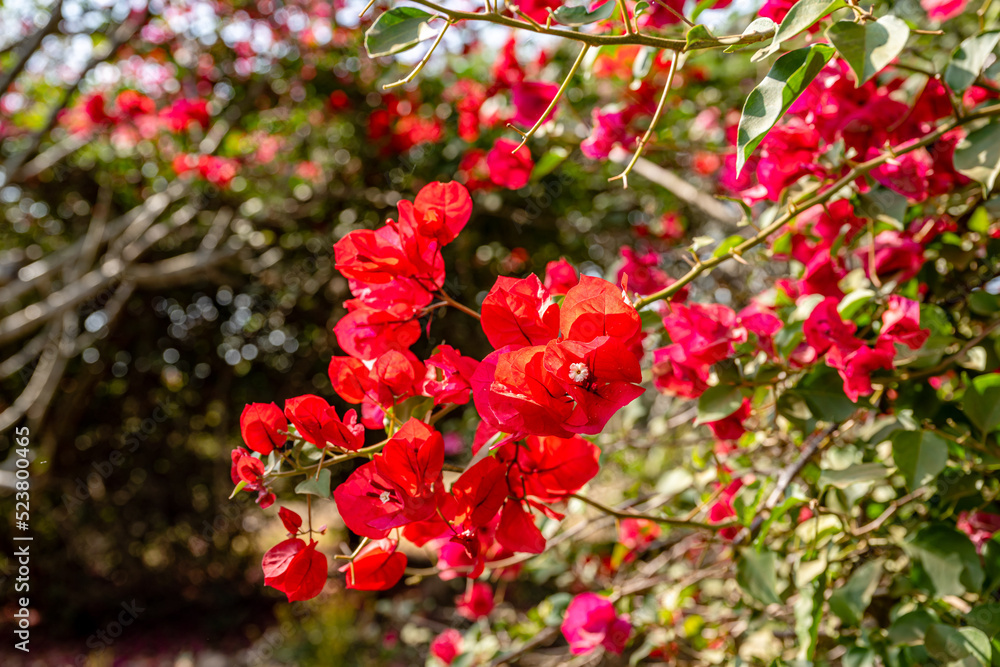 Obraz premium creative