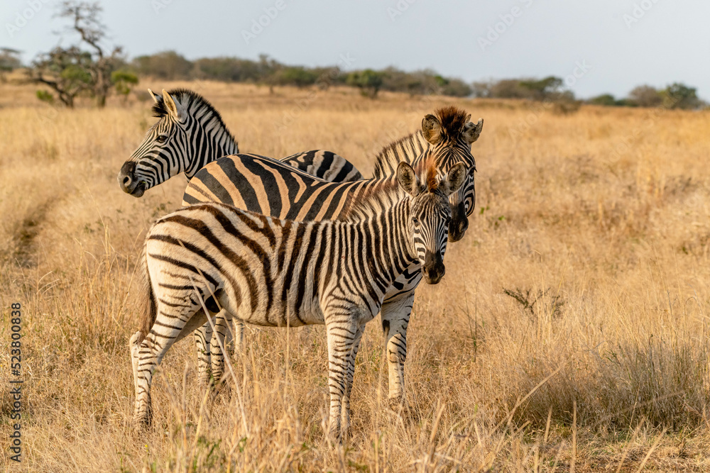 Obraz premium creative