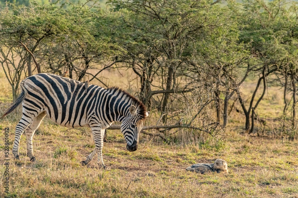 Obraz premium creative