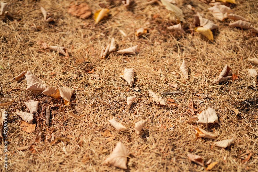 Effects of persistent drought on nature Effects of persistent drought on nature