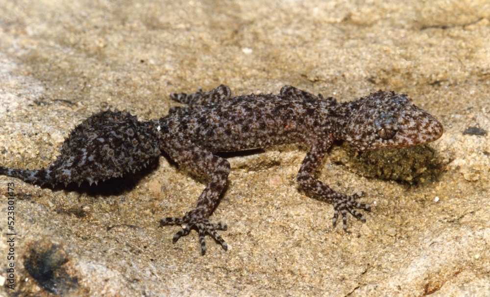 A fat tailed spotted lizard on a rock A fat tailed spotted lizard on a rock