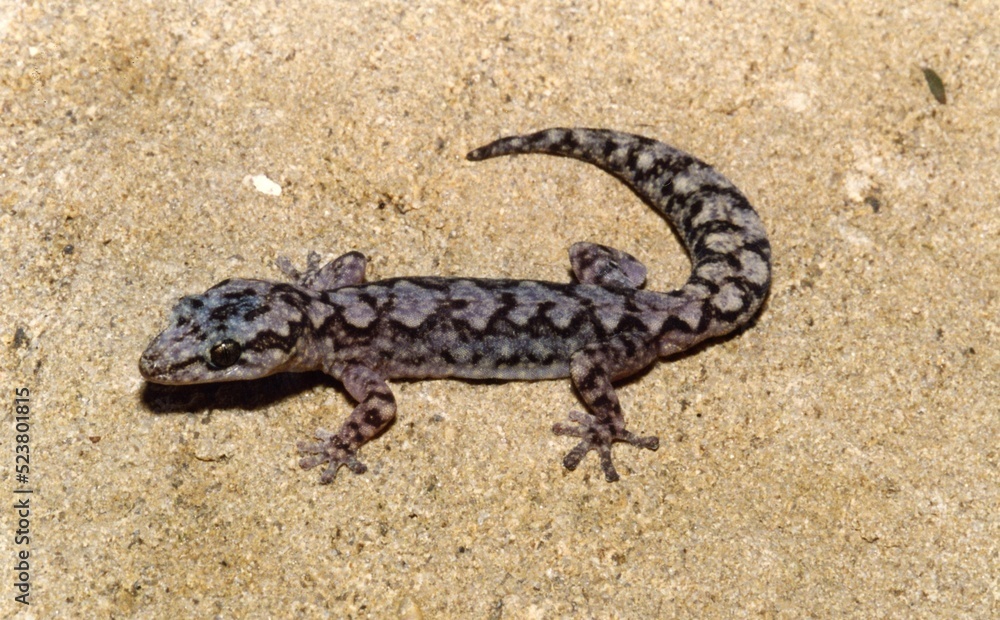 A blue lizard on a rock