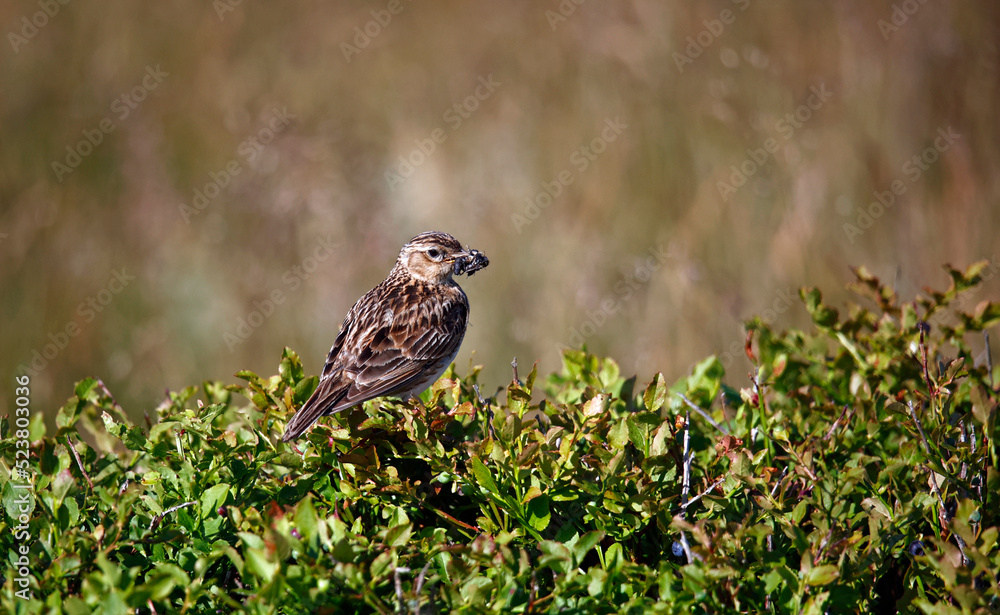 Meadow pipit perched on a bilberry bush with a beak full of insects Meadow pipit perched on a bilberry bush with a beak full of insects