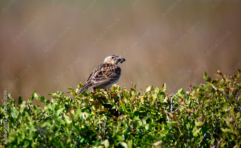 Meadow pipit perched on a bilberry bush with a beak full of insects Meadow pipit perched on a bilberry bush with a beak full of insects