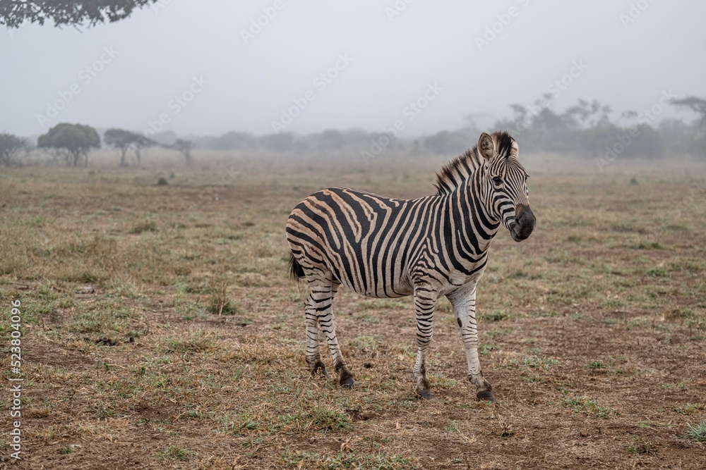 Obraz premium creative