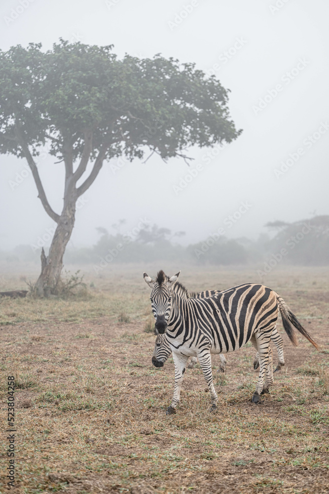 Obraz premium creative