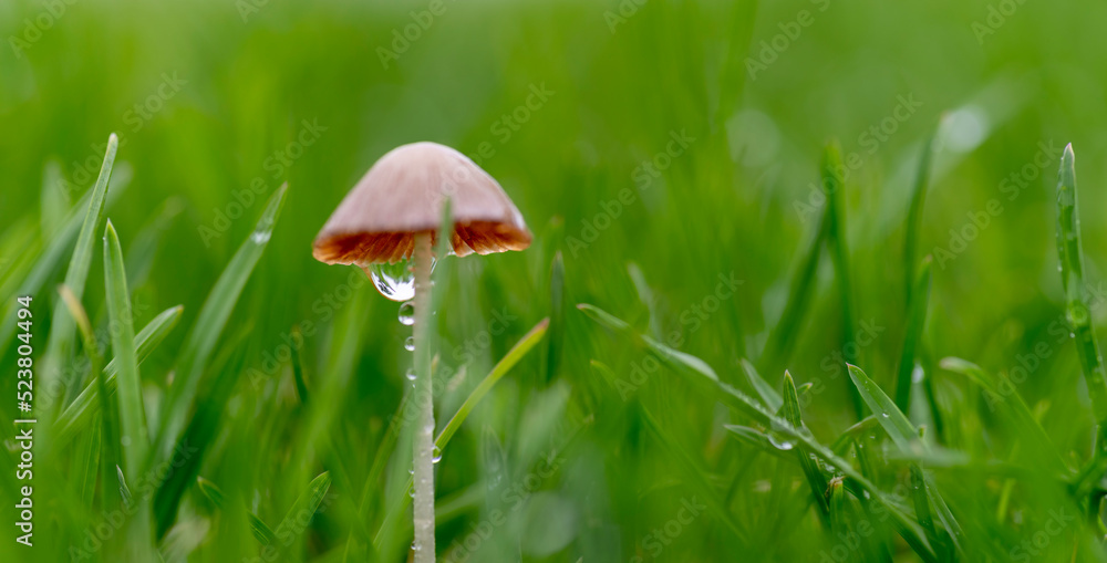 mushroom in the grass. Little Mushroom on a Rainy Day mushroom in the grass. Little Mushroom on a Rainy Day
