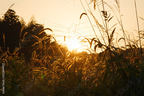 Foto Autumn, silver grass shining in the evening sun