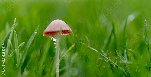 mushroom in the grass. Little Mushroom on a Rainy Day 