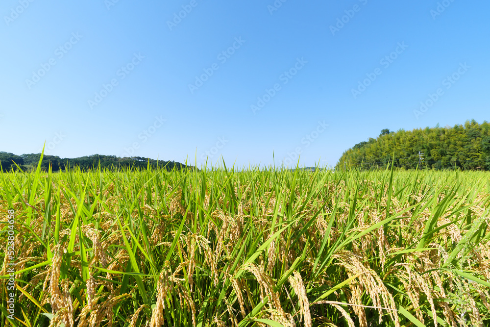 Autumn in a Japanese farming village, a landscape of rice fields with abundant rice crops. Autumn in a Japanese farming village, a landscape of rice fields with abundant rice crops.