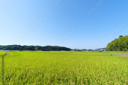 Autumn in a Japanese farming village  a landscape of rice fields with abundant rice crops.