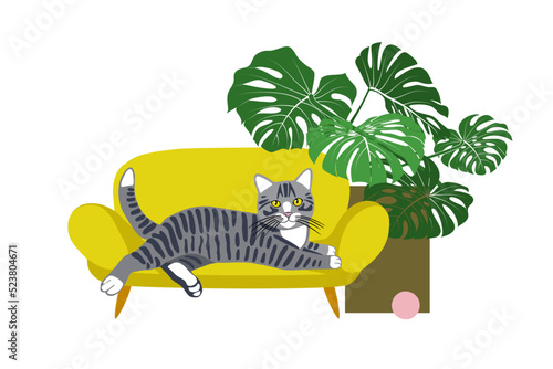 Monstera in a flowerpot, ball and pet sofa bed with a lying kitten.  Color vector illustration of comfortable furniture for pets.